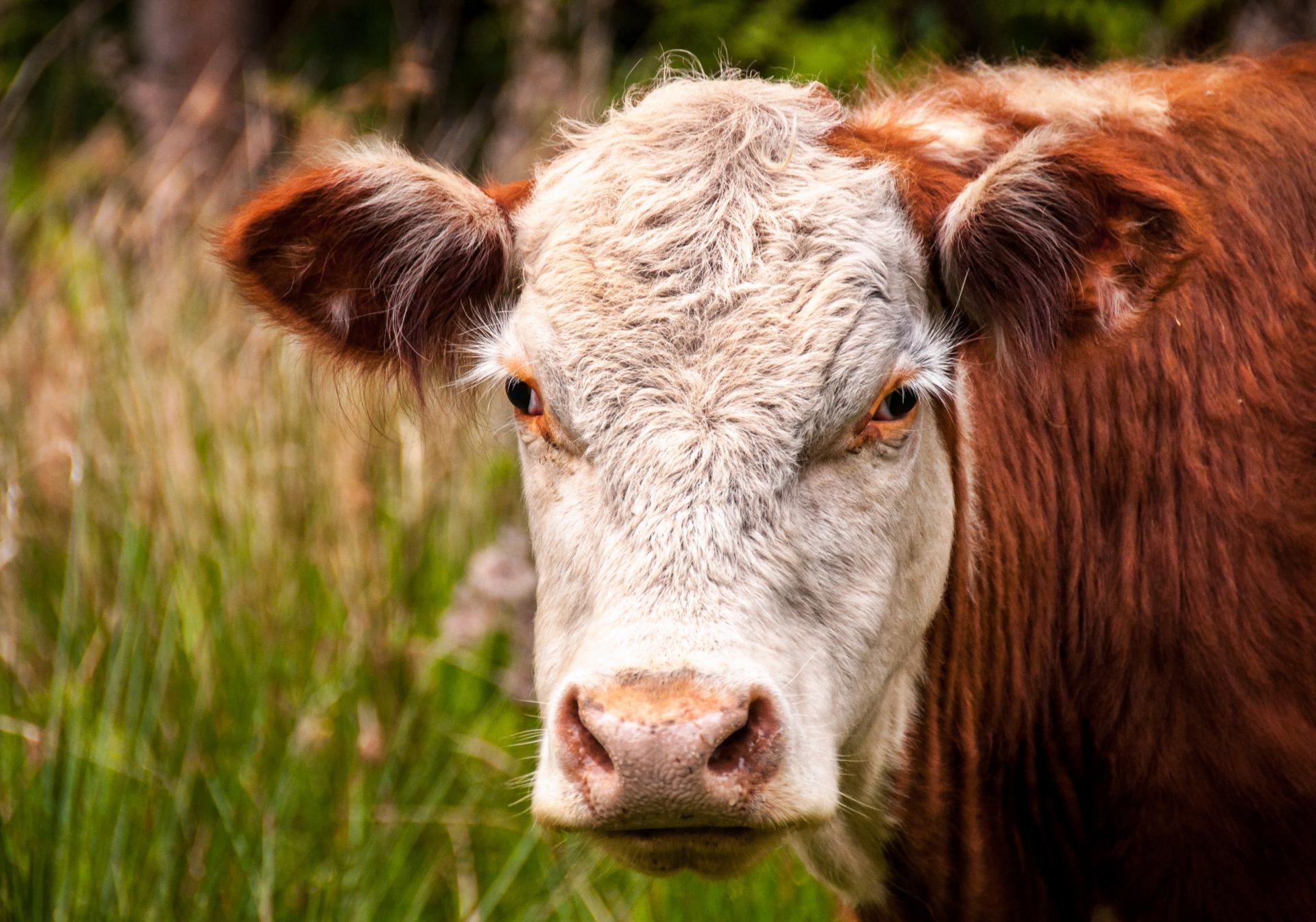 animal-beef-cattle-brown-1576738