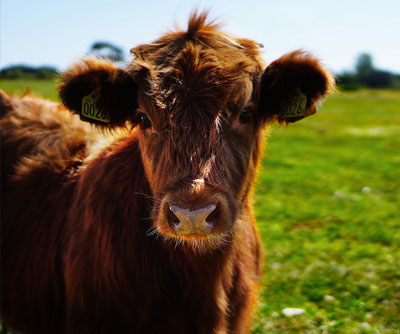 animal-health